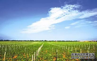 重磅！新中国70周年农业产业发展报告（国家统计局最新发布）